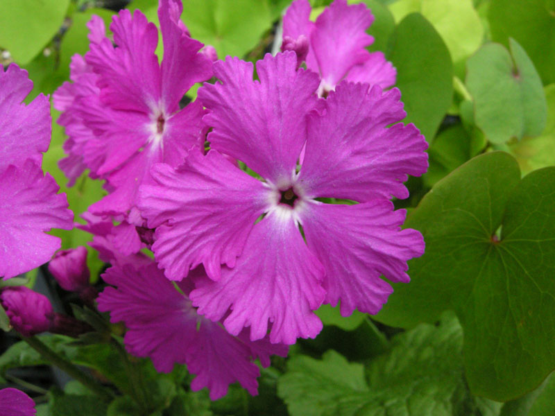 Primulas and Other Perennials