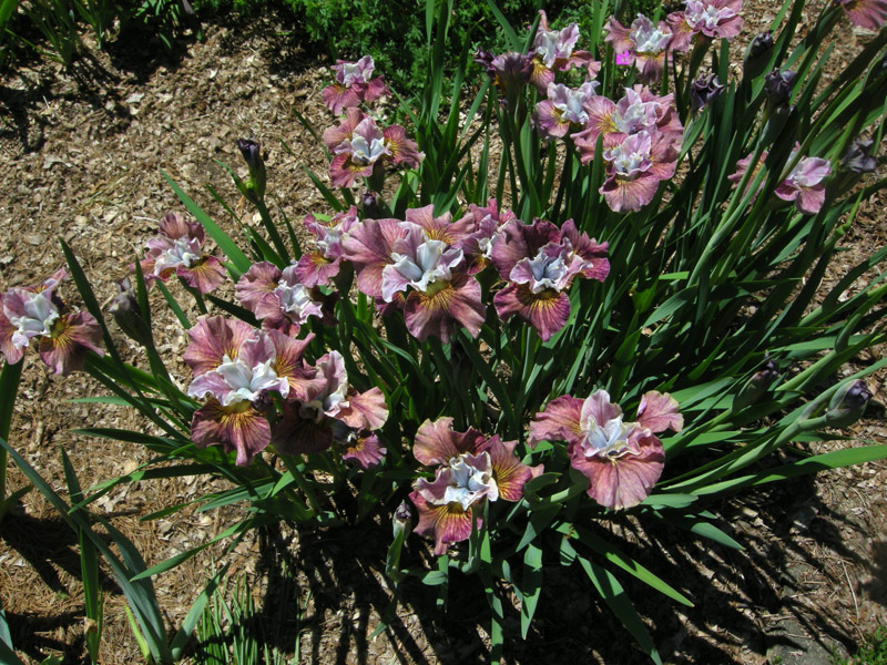 Siberian Irises M-R